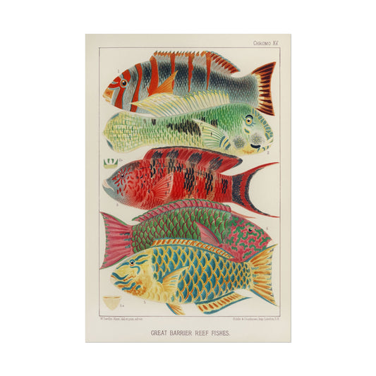 Great Barrier Reef Fishes