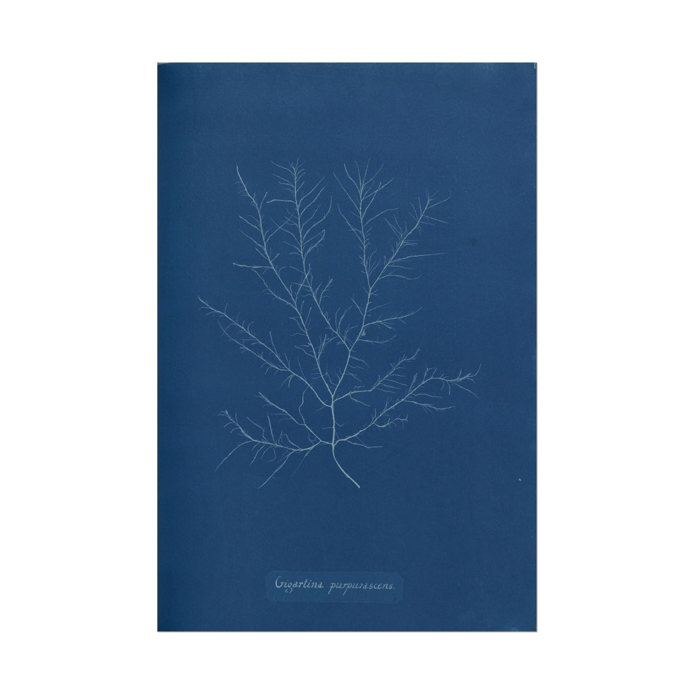 Gigartina Pupurascens Cyanotype 12″×18″