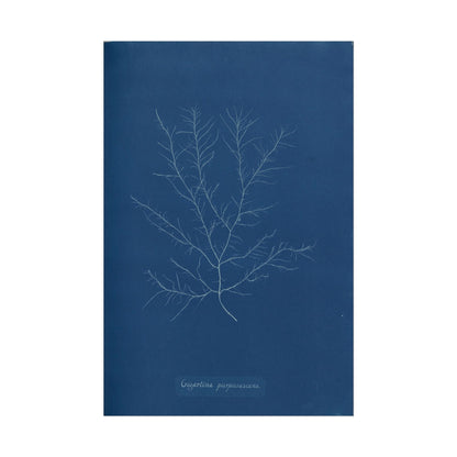 Gigartina Pupurascens Cyanotype