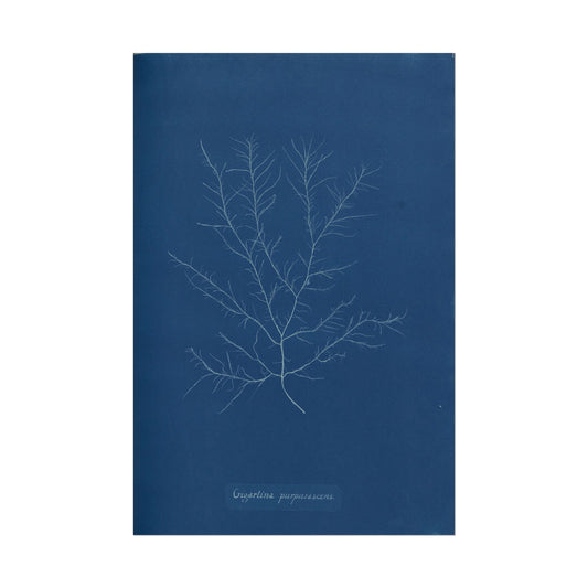 Gigartina Pupurascens Cyanotype