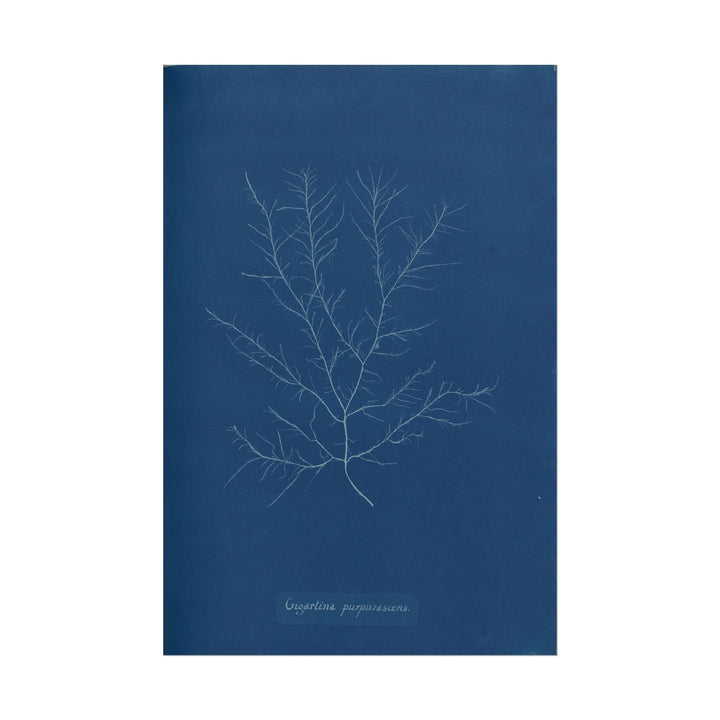 Gigartina Pupurascens Cyanotype