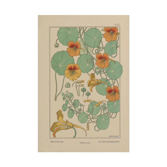 Nasturtium Flower poster by Edmund Dulac  - 12x18 inch print