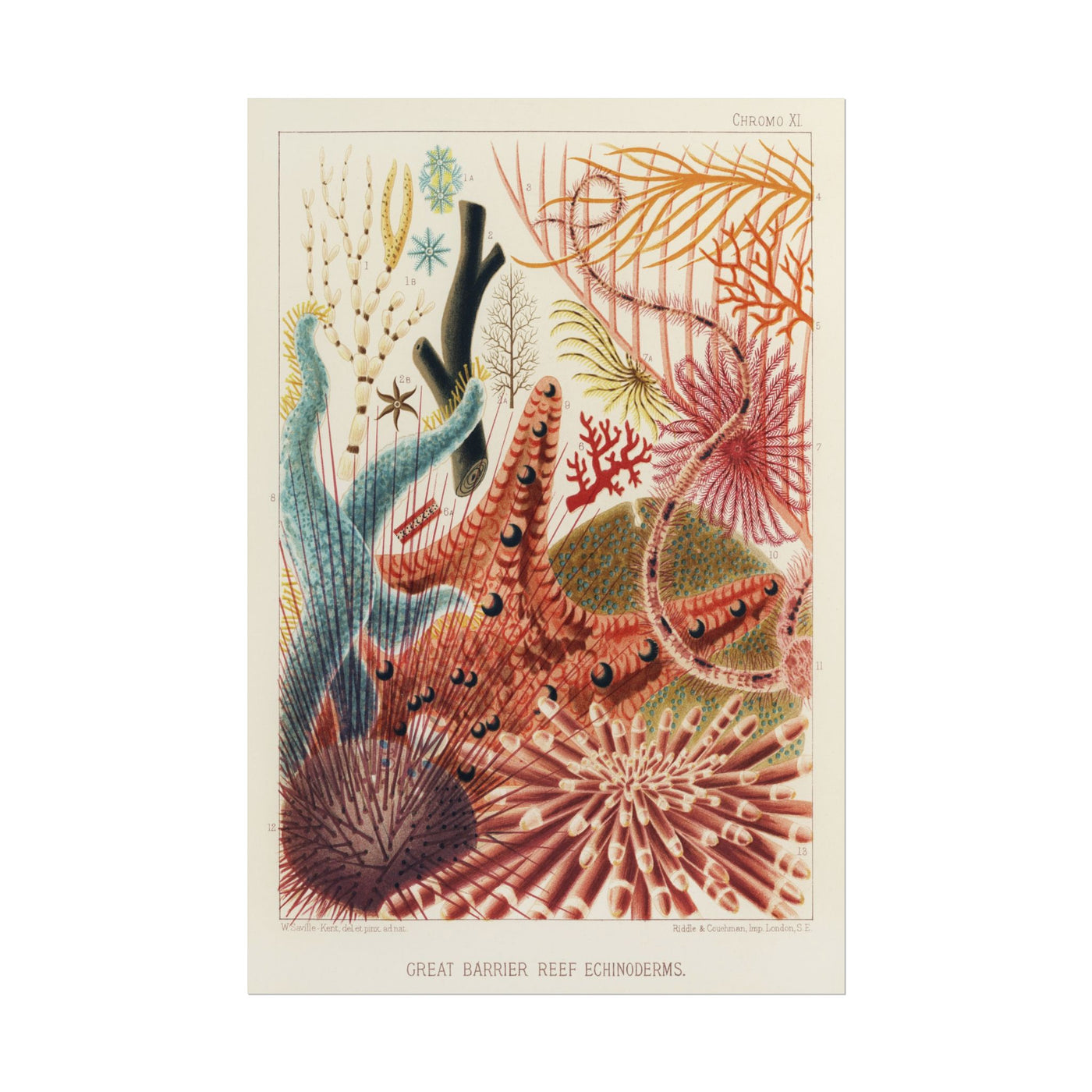 Great Barrier Reef Echinoderms 12″×18″