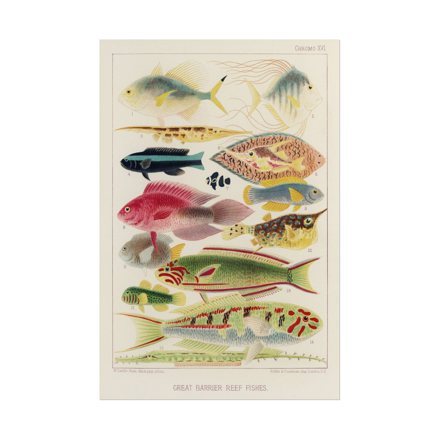 Great Barrier Reef Fishes 12″×18″