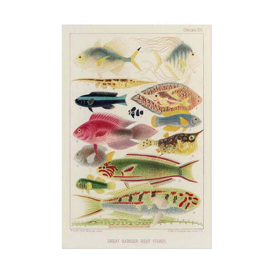 Great Barrier Reef Fishes