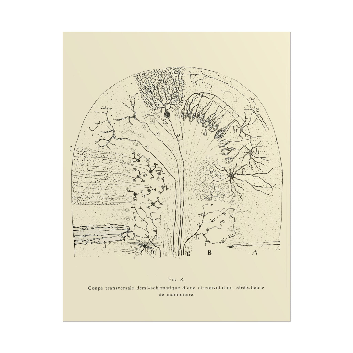 Neuron Drawing 11″×14″
