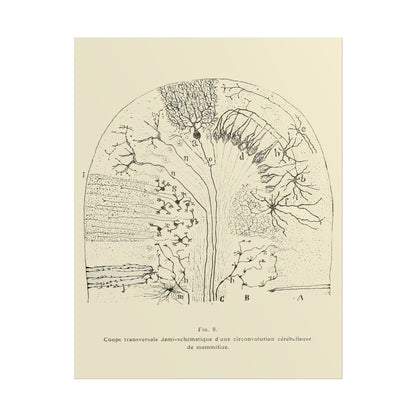 Neuron Drawing poster by Ramon Santiago y Cajal  - 11x14 inch print
