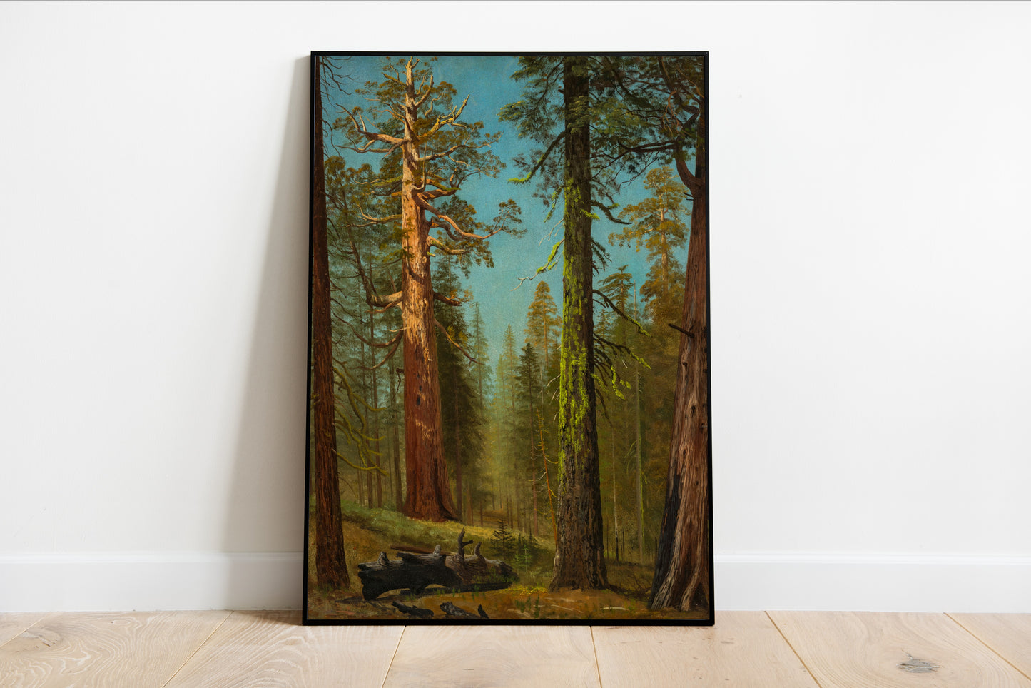 Grizzly Giant Sequoia