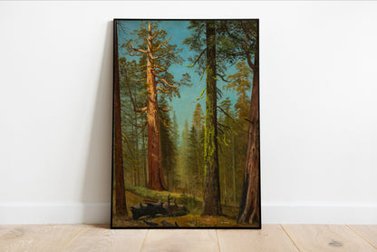 Grizzly Giant Sequoia