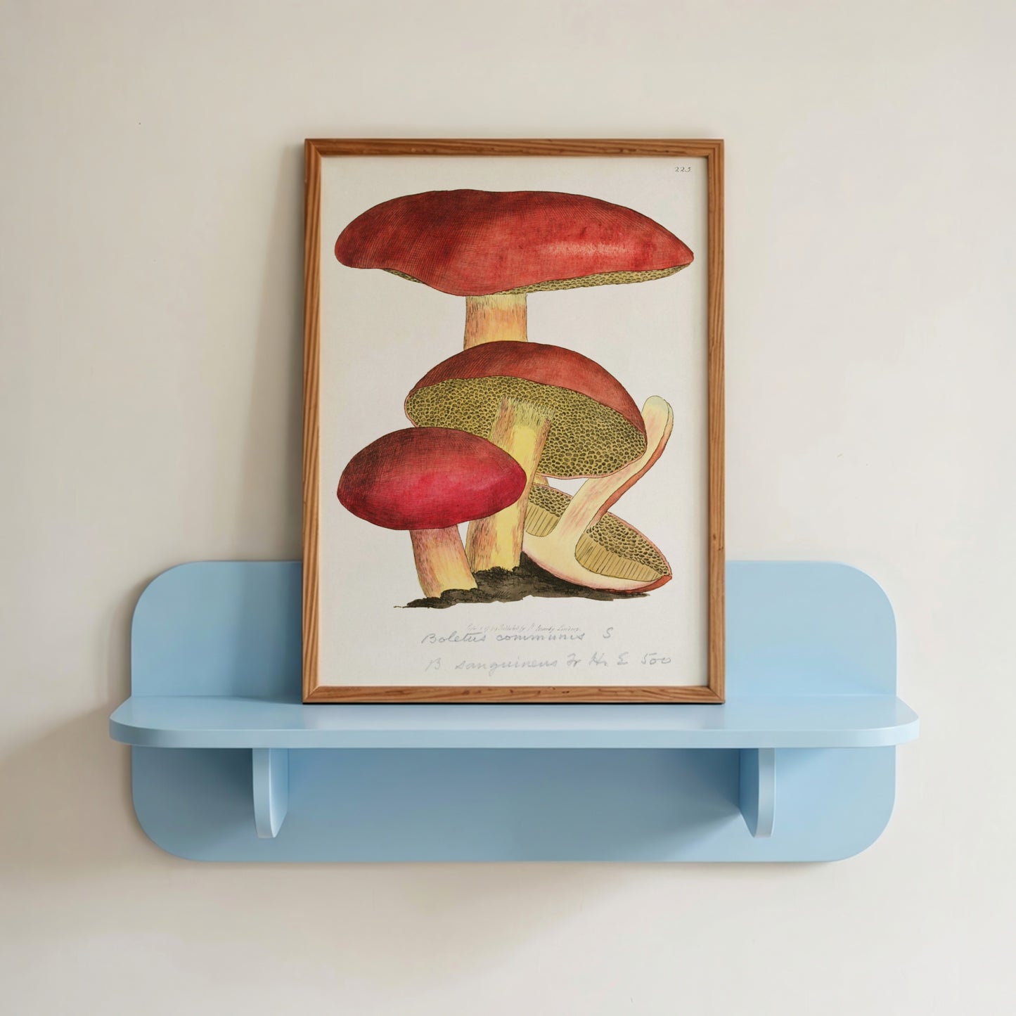 English Fungi