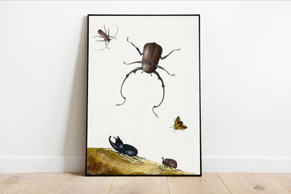 Beetles and Stink Bug
