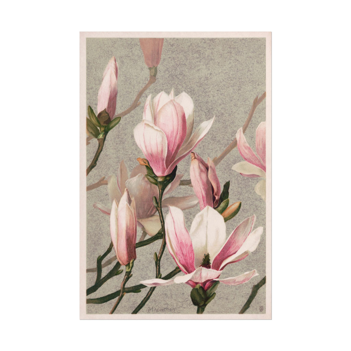 Magnolia Print 12″×18″