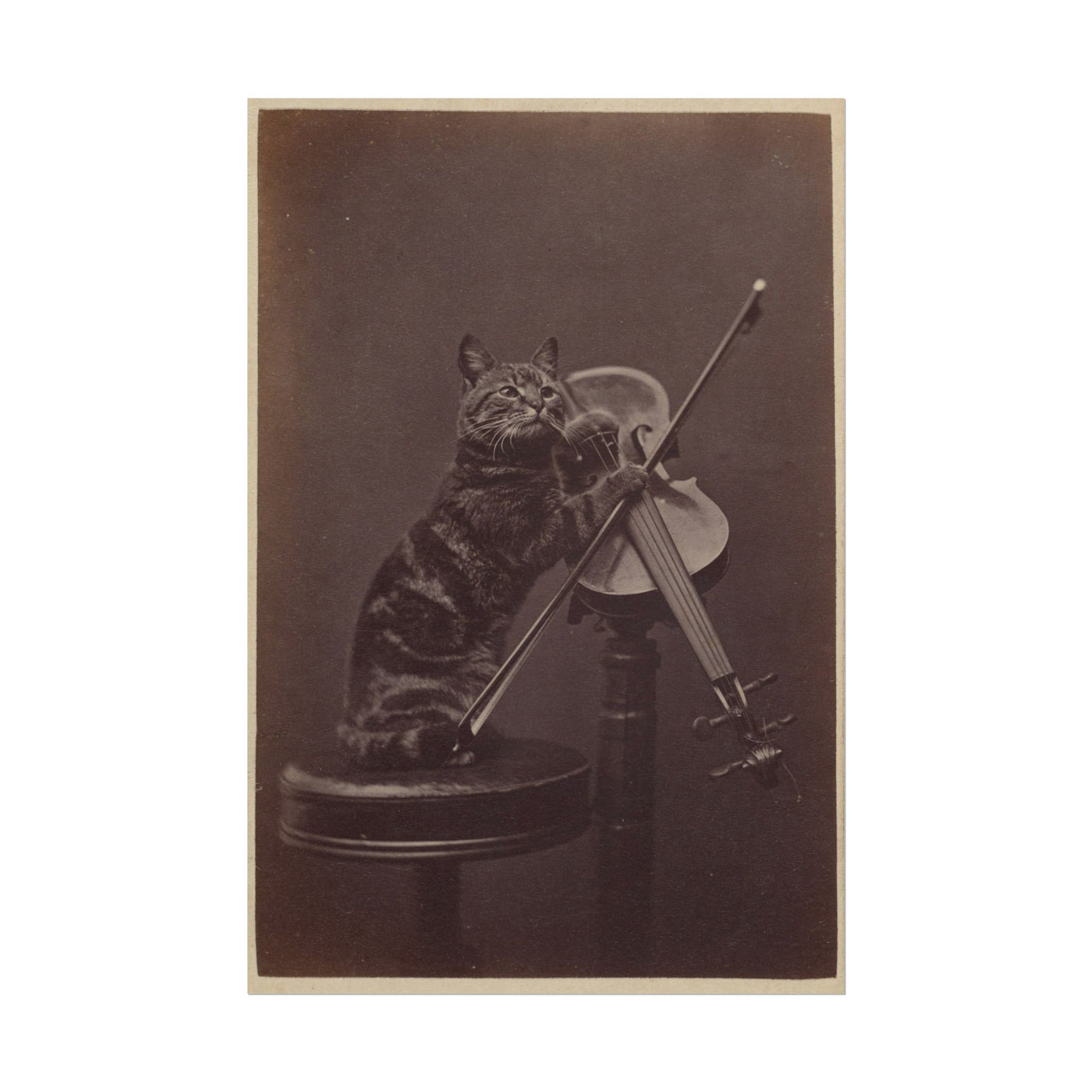 Cat Playing Violin 12″×18″