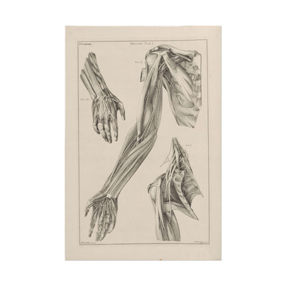 Anatomy of the Arm, Hand, and Shoulder