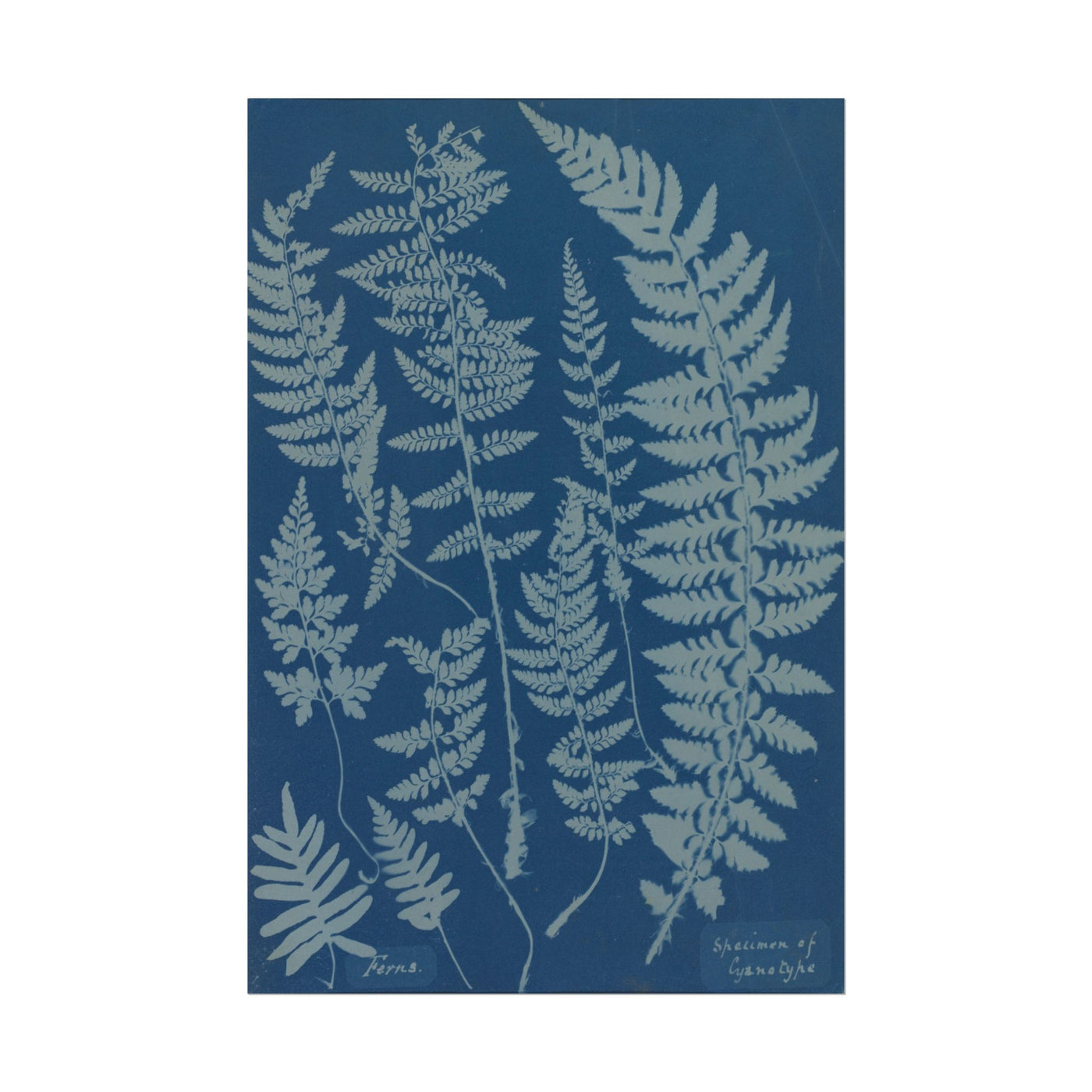 Ferns Cyanotype 12″×18″