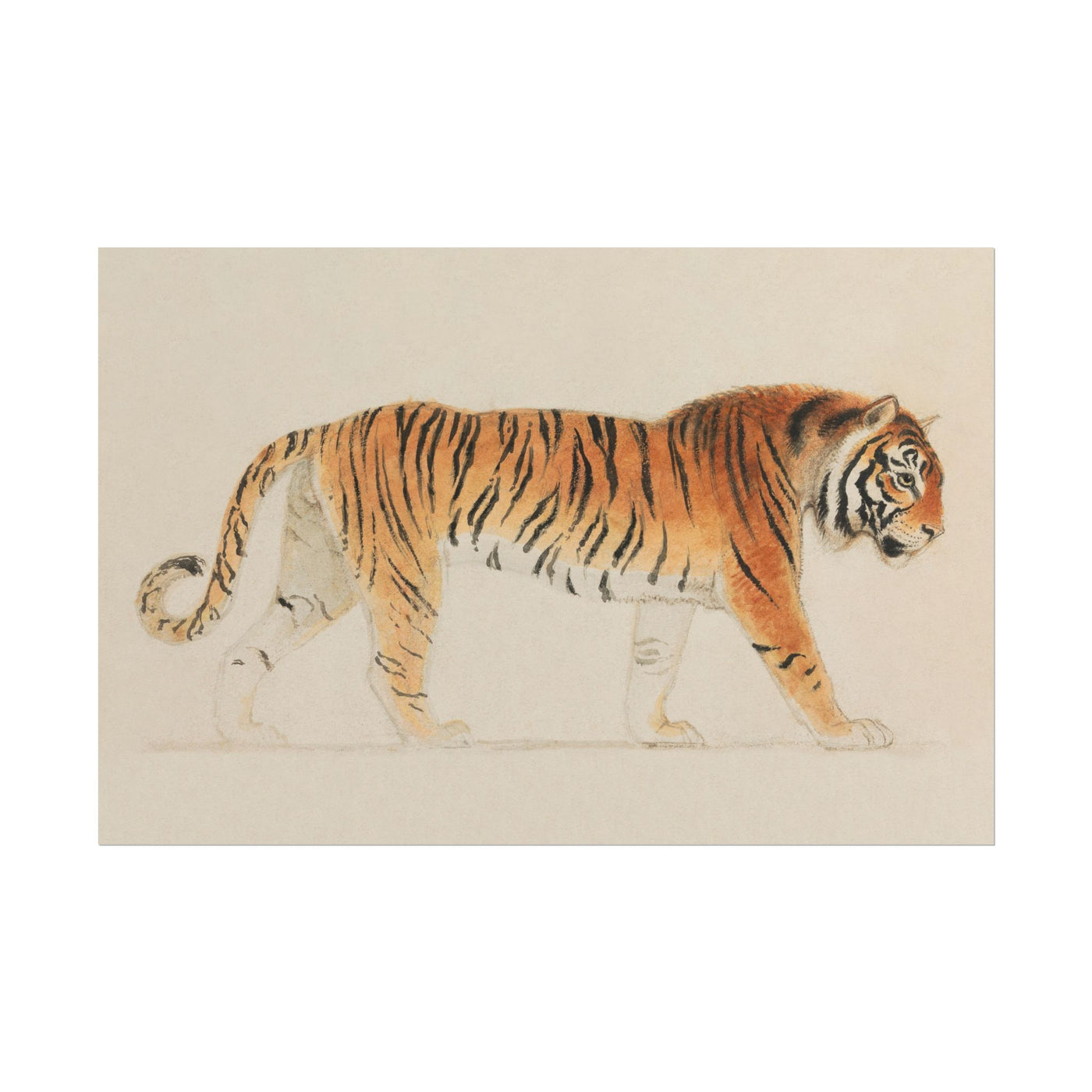 Tiger in Profile 18″×12″