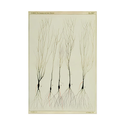 Neuron drawing poster by Ramon Santiago y Cajal  - 16x24 inch poster print