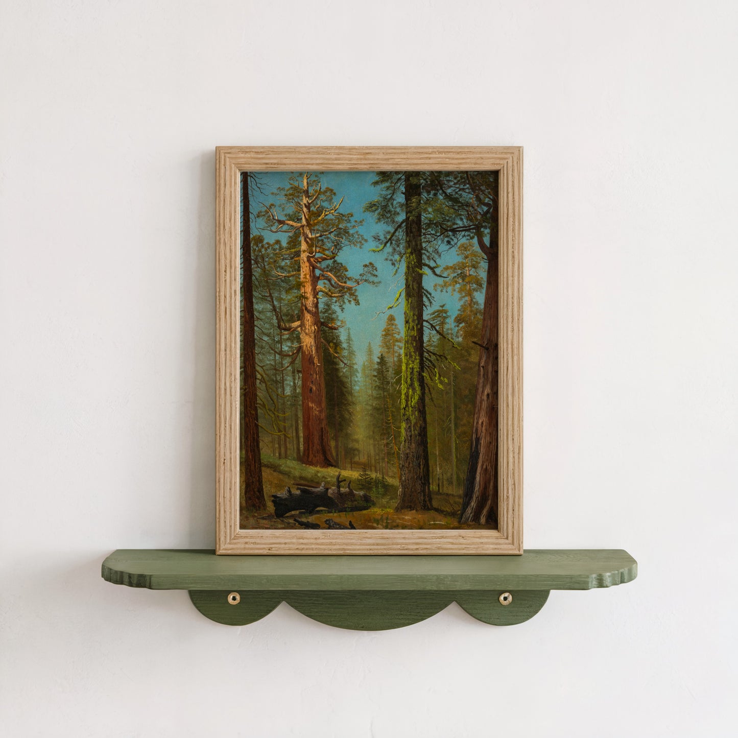 Grizzly Giant Sequoia