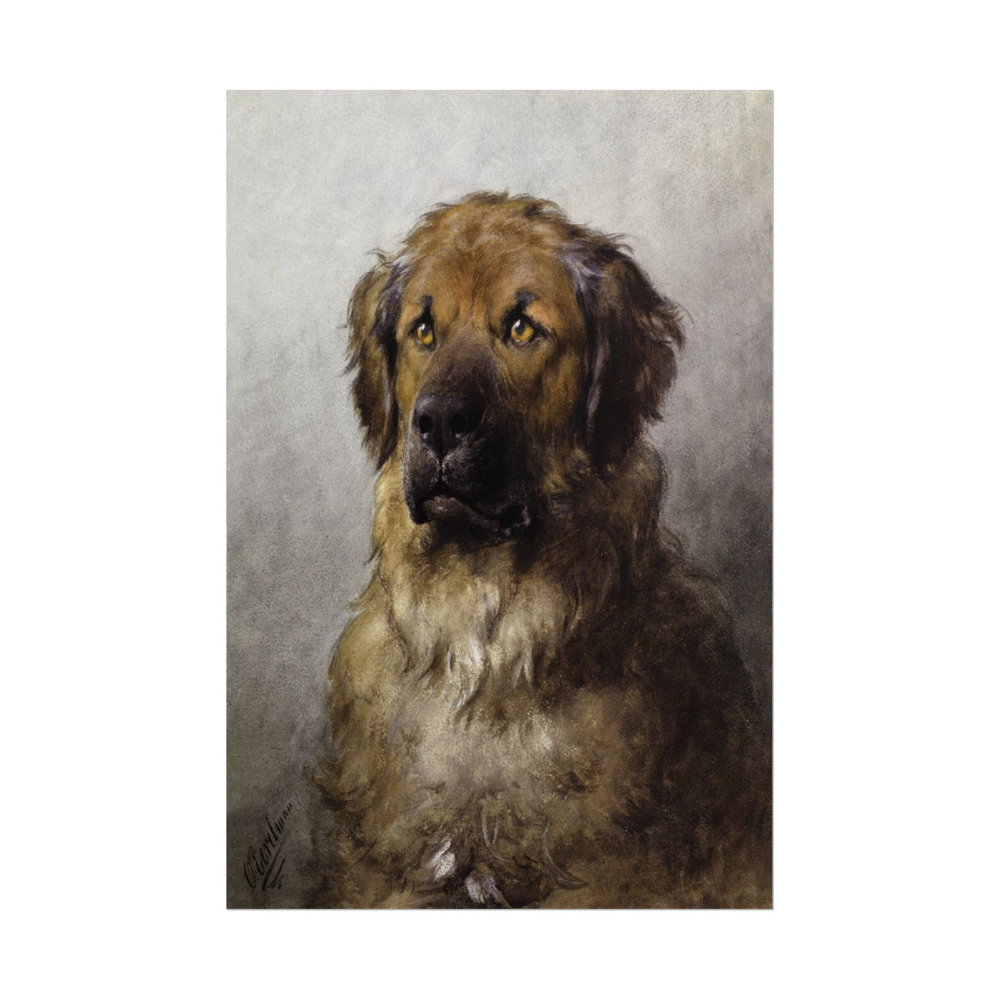 Head of a Leonberger 12″×18″