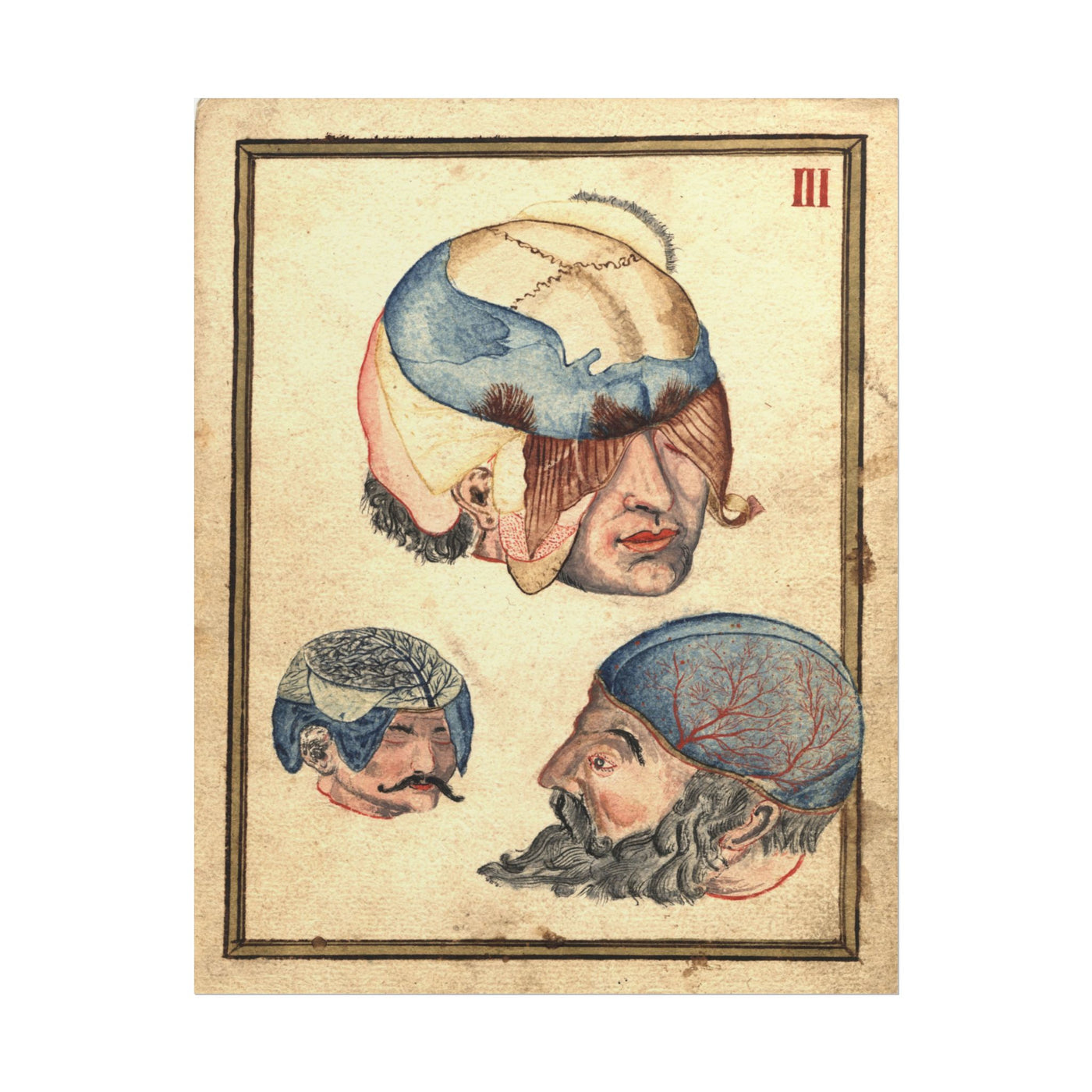 Three Heads Anatomical 11″×14″