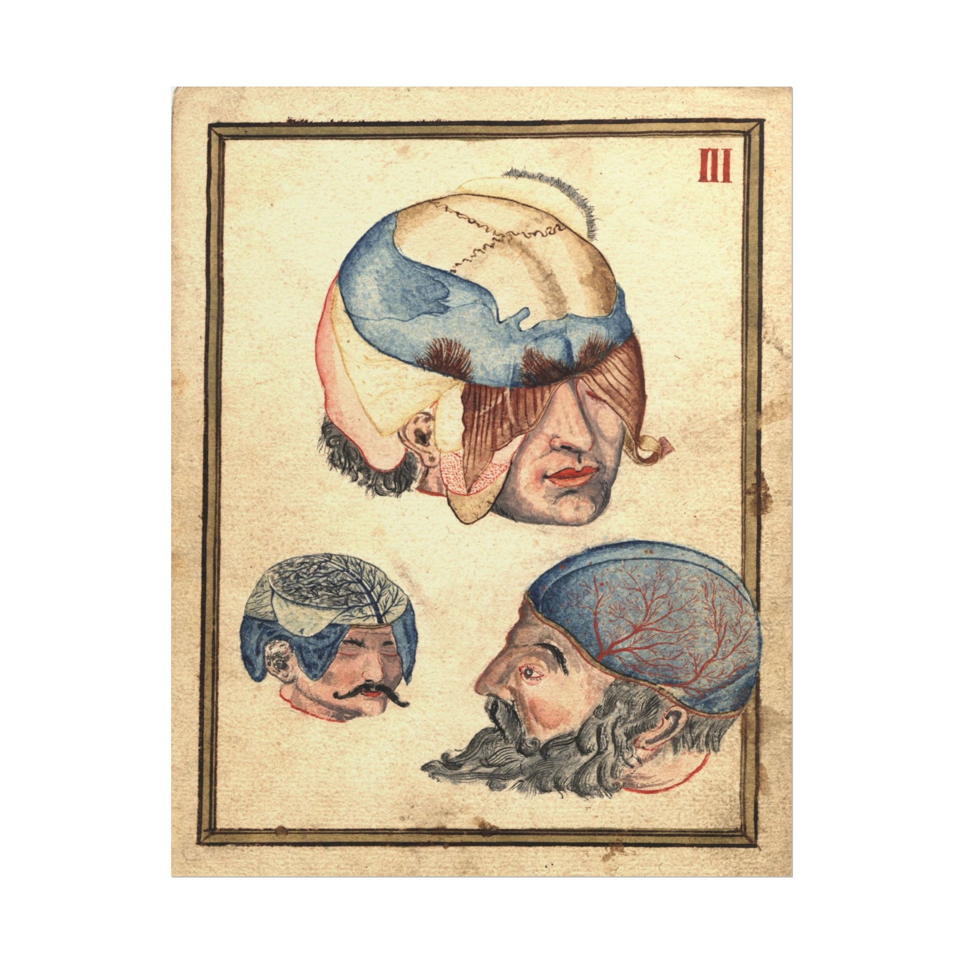 Watercolor illustration of three anatomical heads with unique designs.