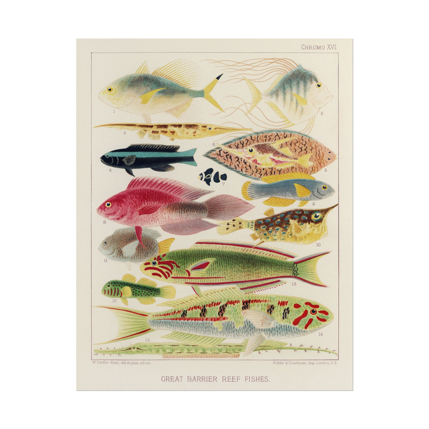 Great Barrier Reef Fishes 11″×14″