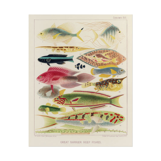 Great Barrier Reef Fishes