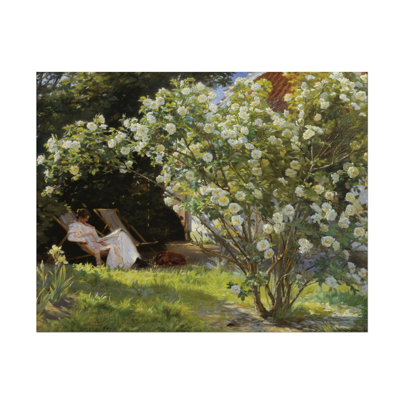 Roses 14″×11″
