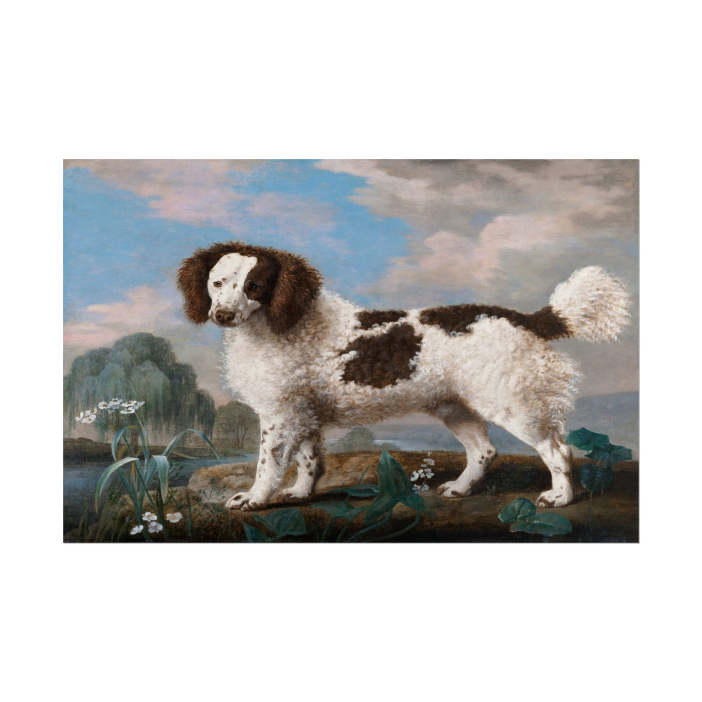 Brown and White Norfolk Spaniel 18″×12″