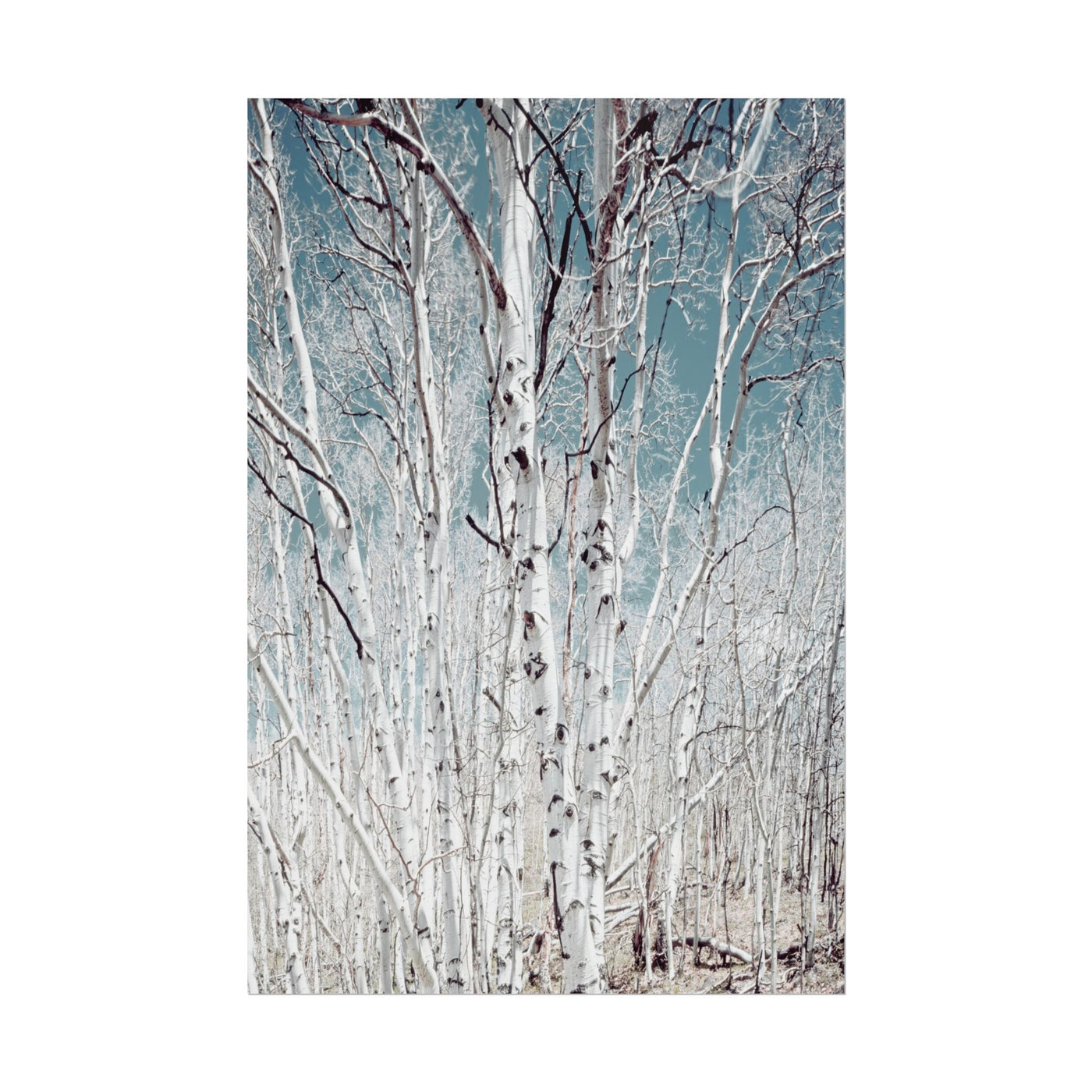 Birch Trees in Utah High Country 12×18