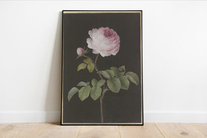 Vintage Rose with Beetle