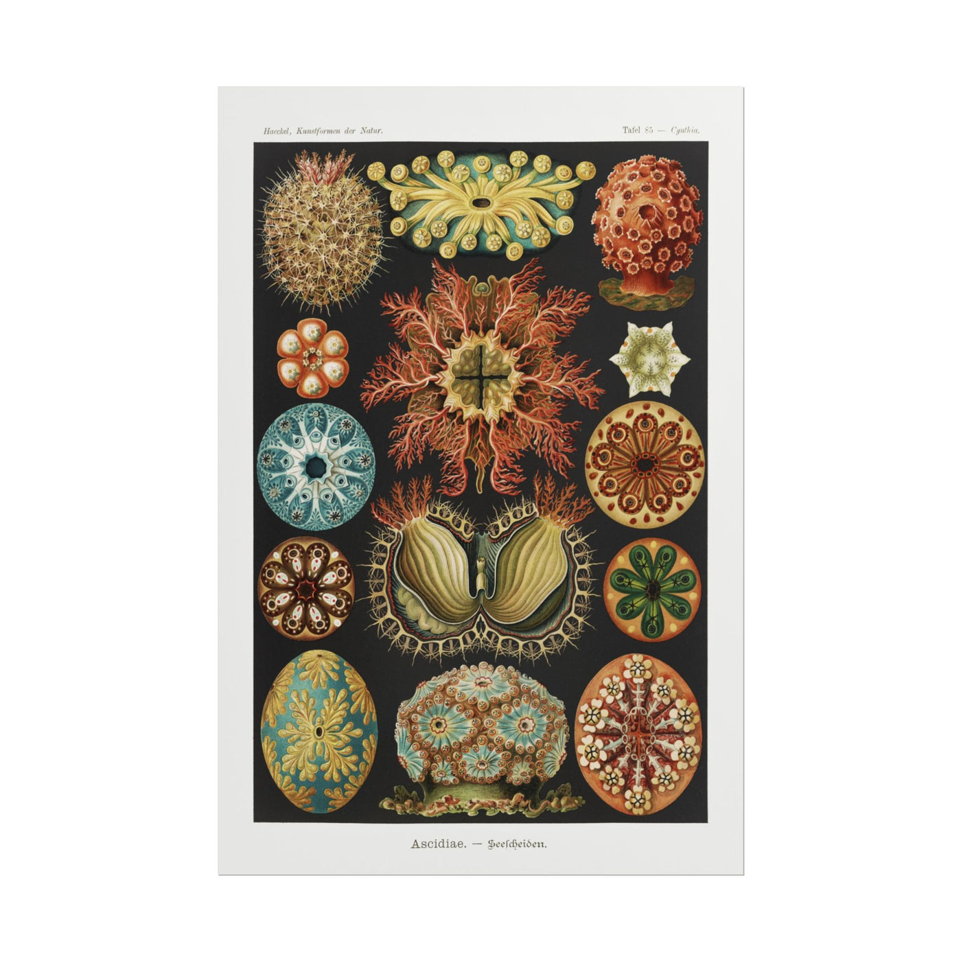 Ascidiae - Seescheiden 12″×18″