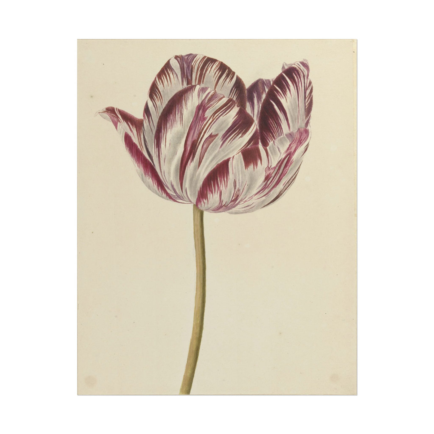 Tulip 11″×14″