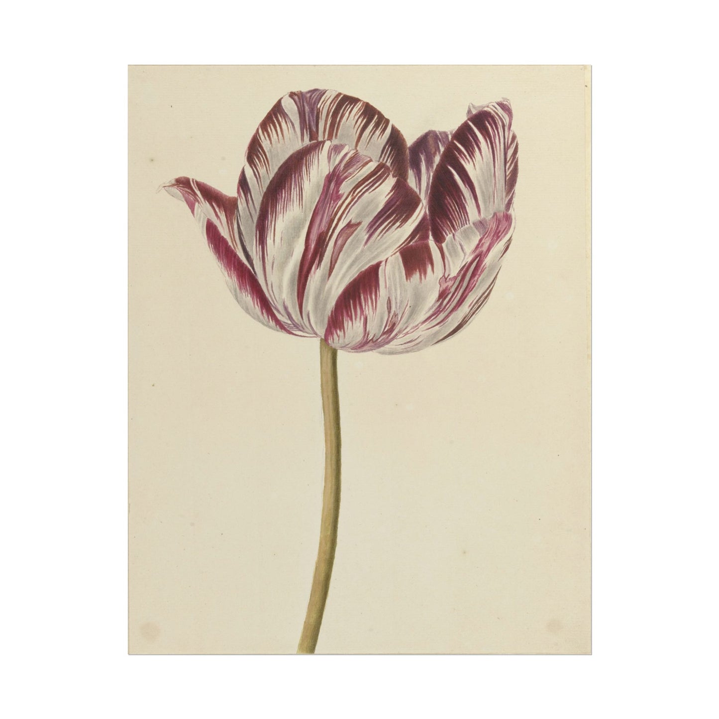 Tulip