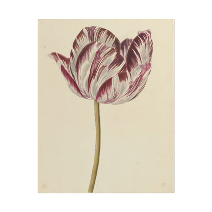 Tulip