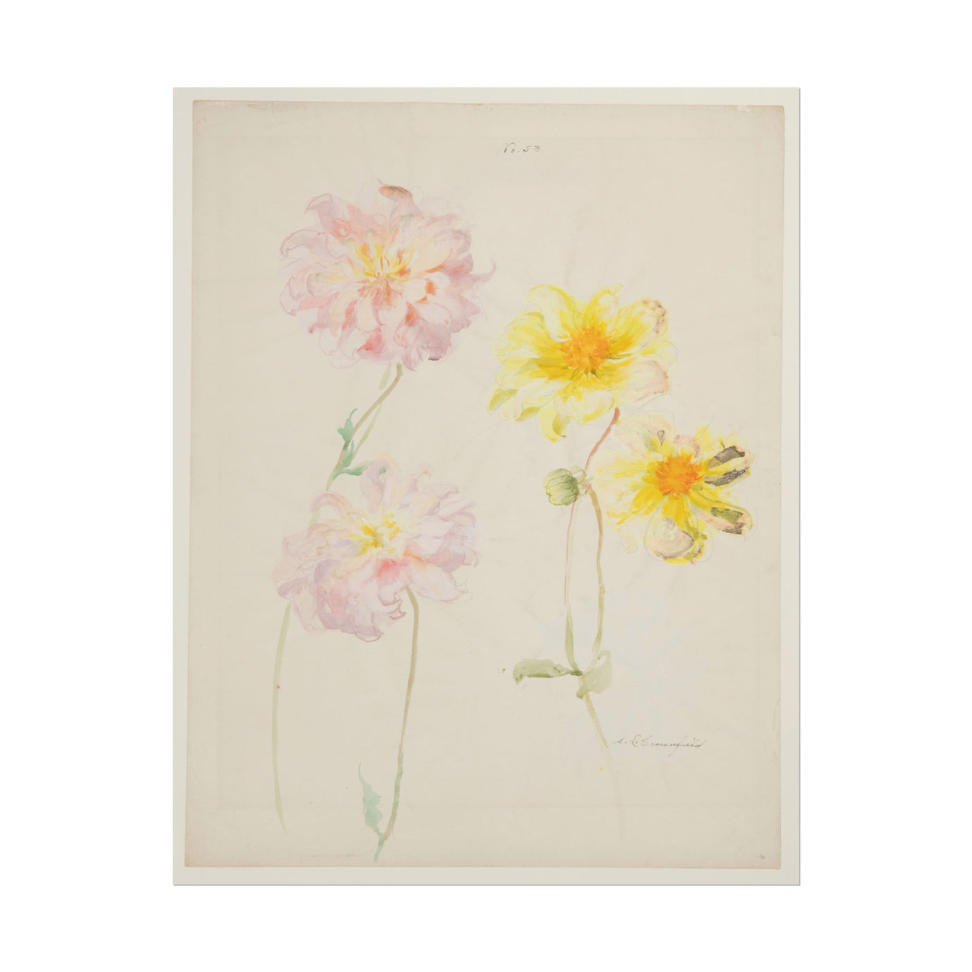 Study of Dahlias 11″×14″