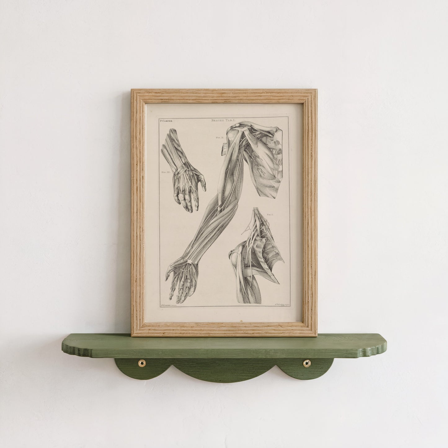 Anatomy of the Arm, Hand, and Shoulder