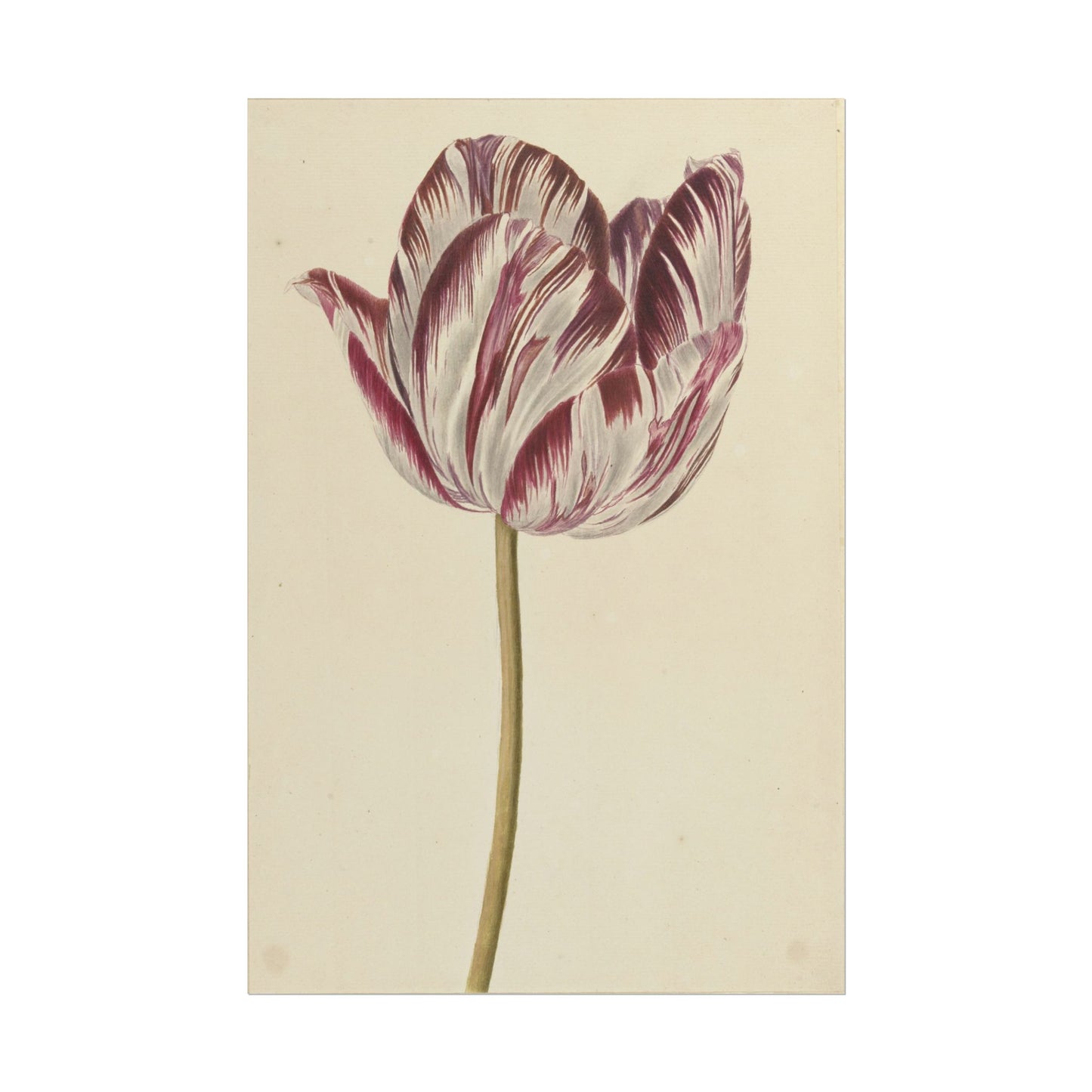 Tulip