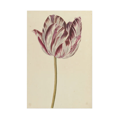 Tulip