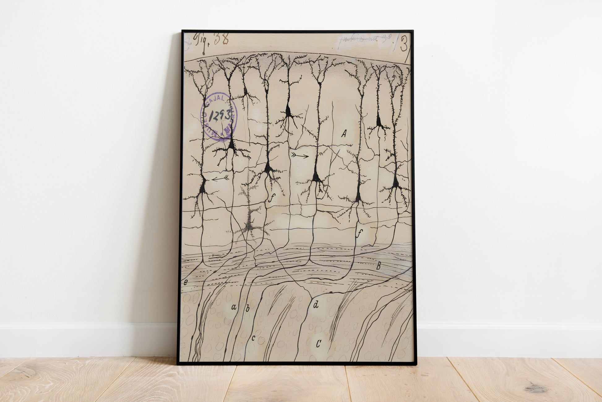Neuron Drawing poster by Ramon Santiago y Cajal  - Black frame wall art