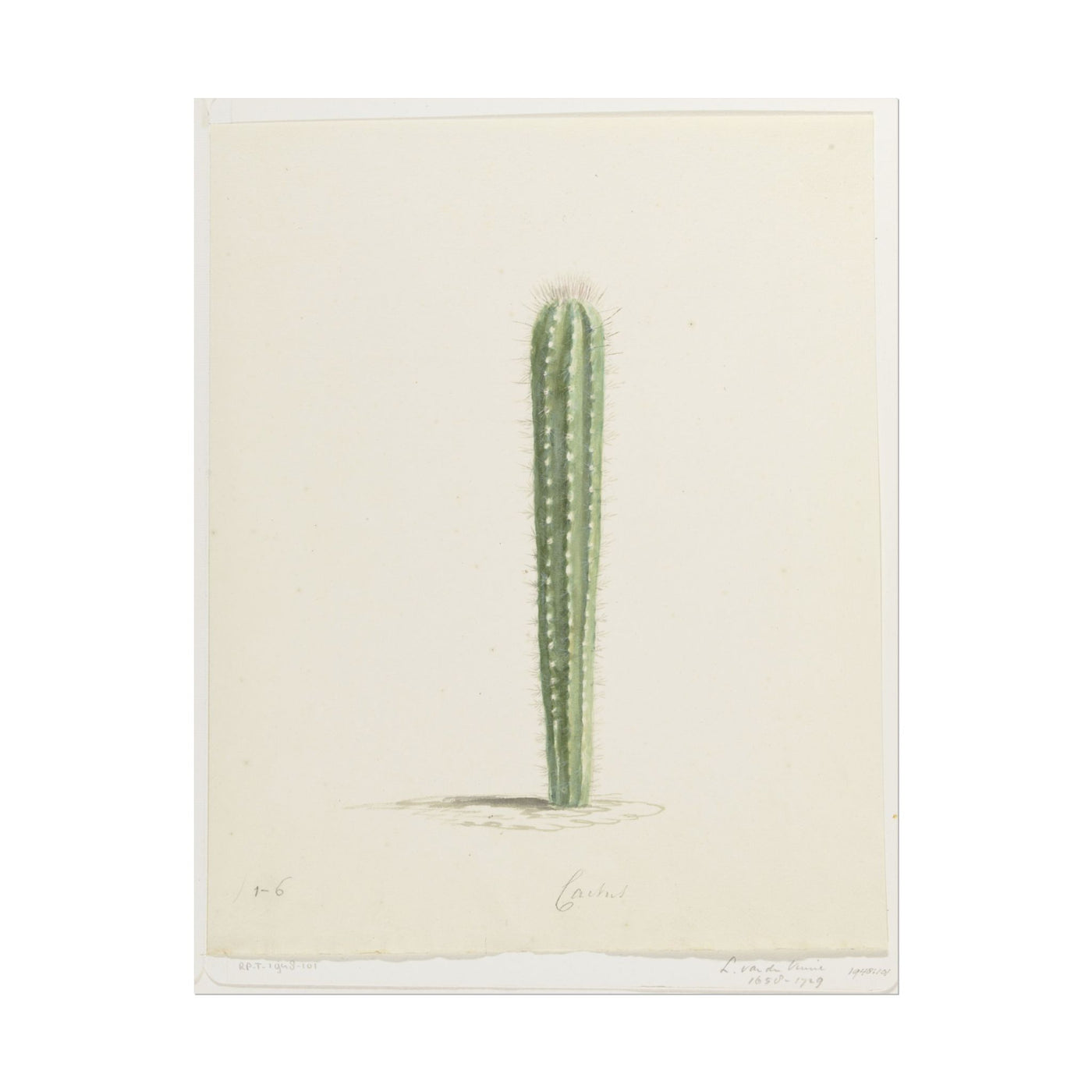 Cactus Botanical 11″×14″