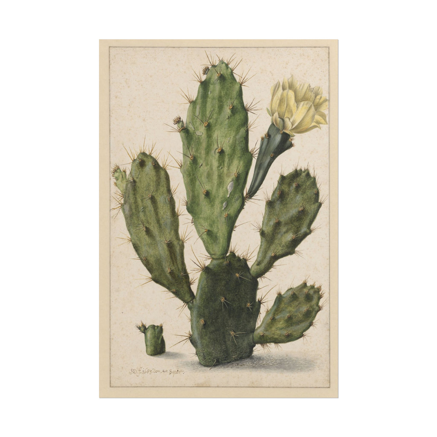 Cactus 12″×18″