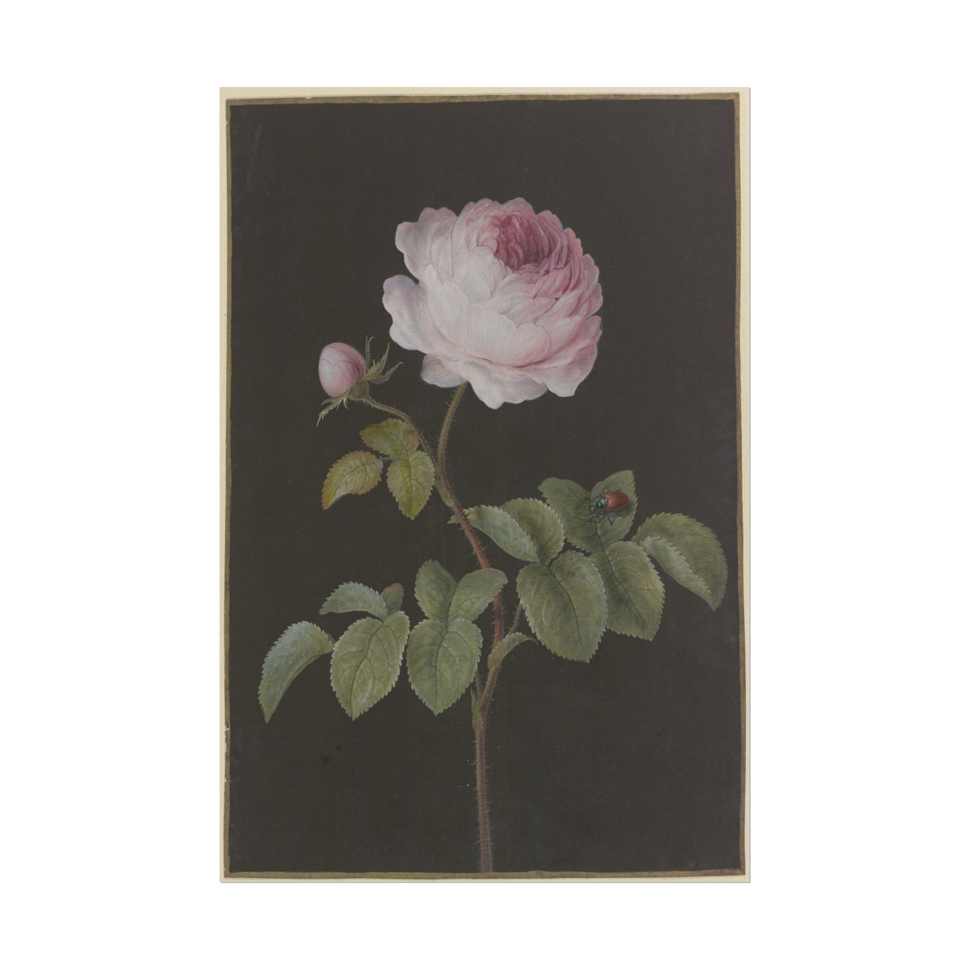 Vintage Rose with Beetle 12″×18″