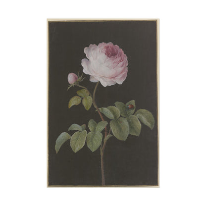 Vintage Rose with Beetle