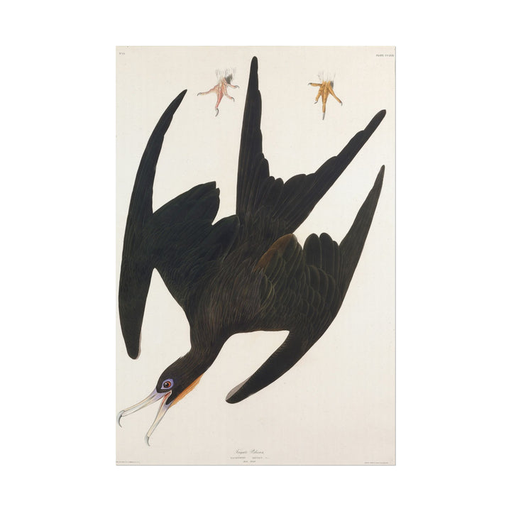 Frigate Pelican illustration by Robert Havell featuring black feathers.