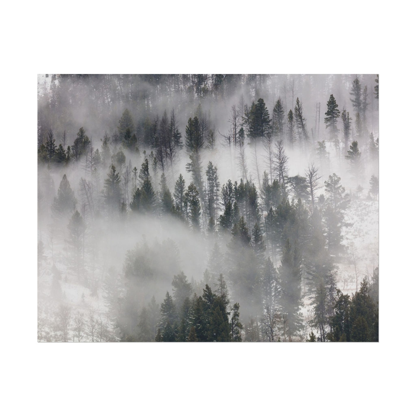 Fog Rolling Through Trees in Lamar Valley 14″×11″