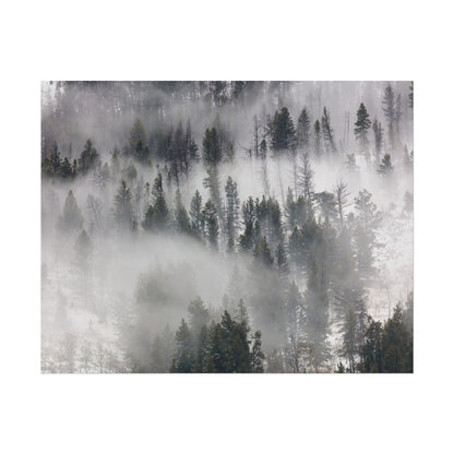 Fog Rolling Through Trees in Lamar Valley