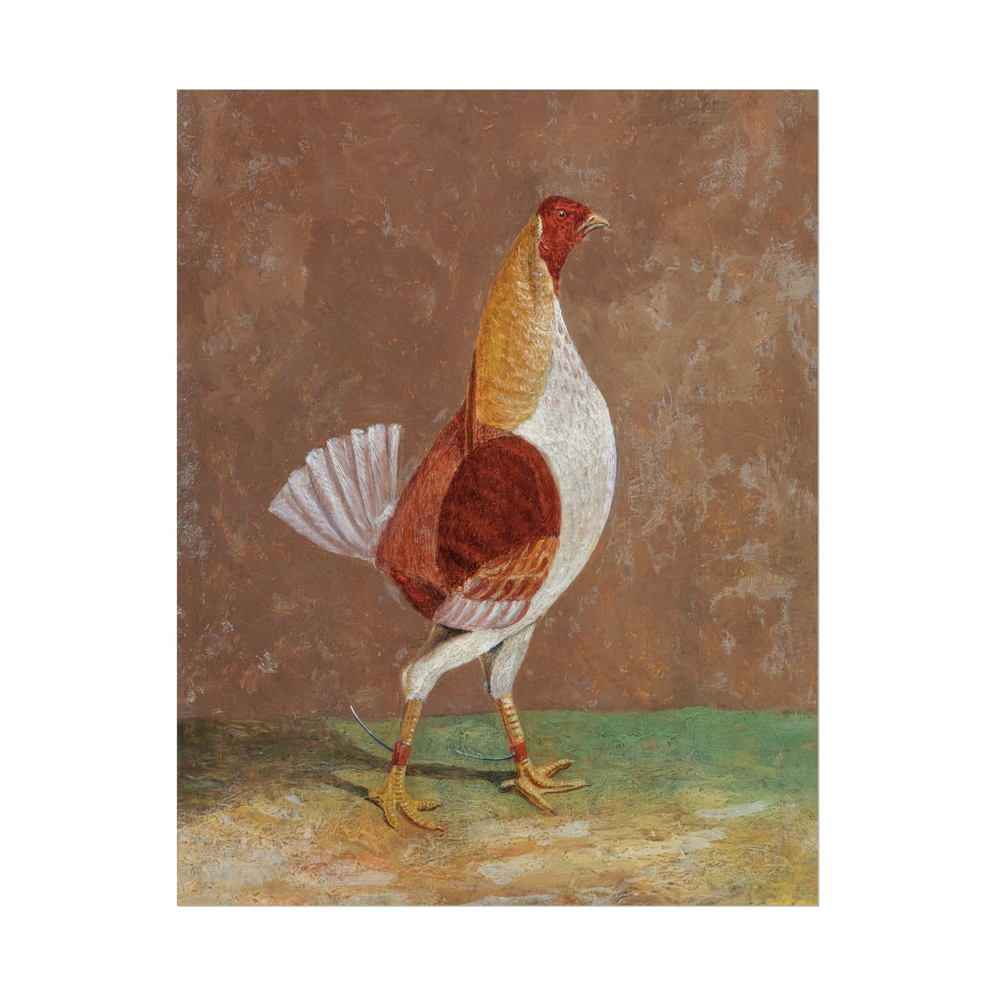 Breasted Fighting Cock 11″×14″
