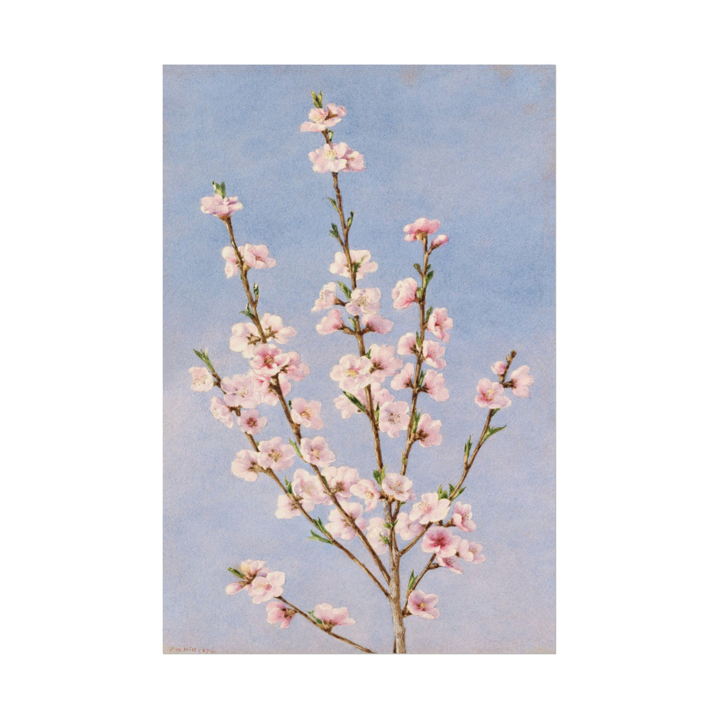 Peach Blossoms 12″×18″