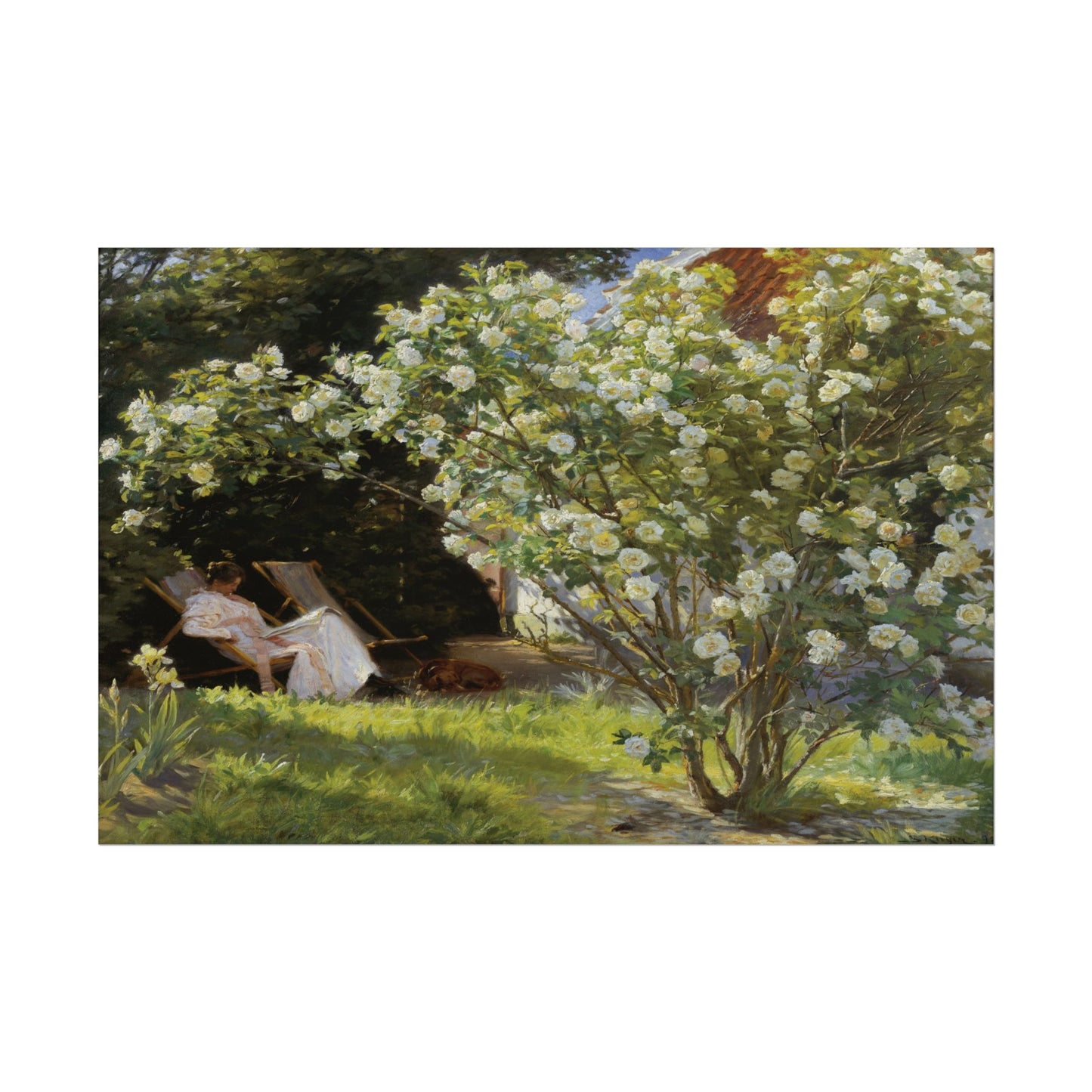 Woman in a white dress relaxing near blooming roses.